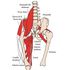 EL PSOAS ILÍACO
