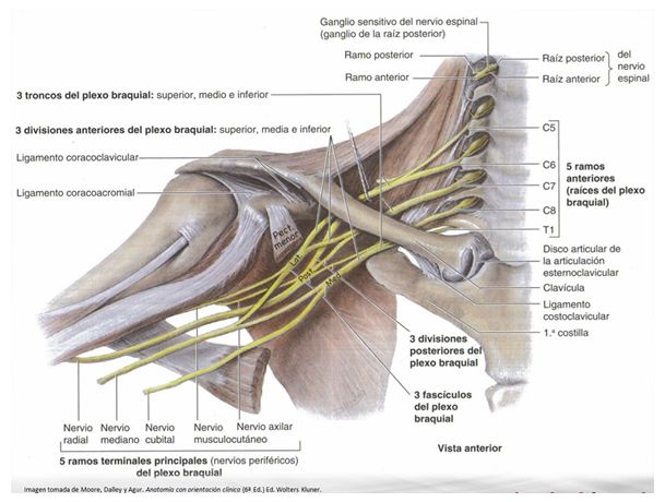 Lesiones producidas en el Plexo Braquial y consecuencias