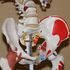 Sintomas y diagnostico del Musculo Piriforme o piramidal