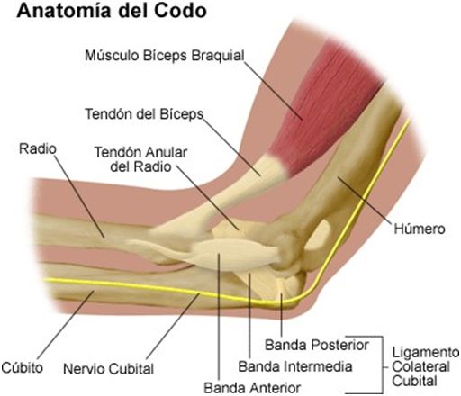 Qué es y como se trata la epicondilitis lateral o codo de tenista